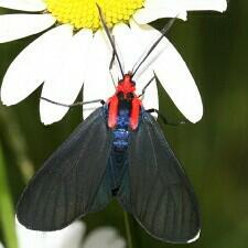 Ctenucha rubroscapus