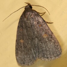 Idia diminuendis