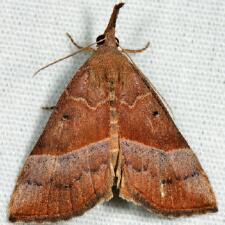 Hypena eductalis