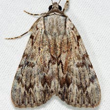 Catocala sordida