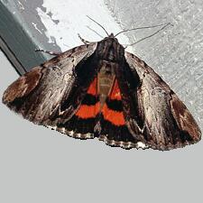 Catocala ultronia