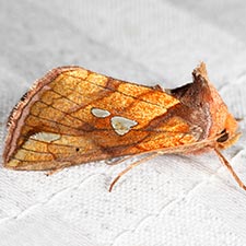 Plusia putnami