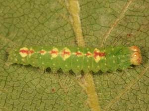 Acronicta innotata