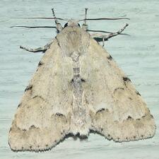 Acronicta innotata