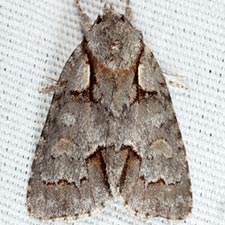 Acronicta falcula