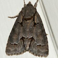 Acronicta falcula