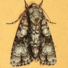 Acronicta superans