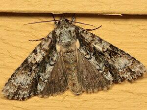 Acronicta superans