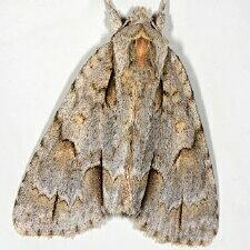 Acronicta morula