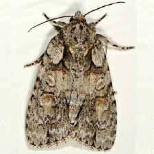 Acronicta ovata