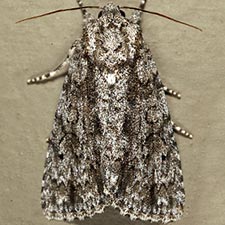 Acronicta hamamelis