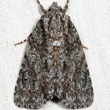 Acronicta hamamelis