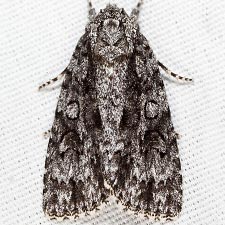 Acronicta hamamelis