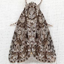 Acronicta hamamelis