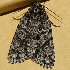 Acronicta noctivaga