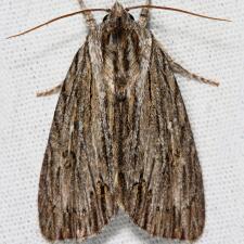 Acronicta lithospila