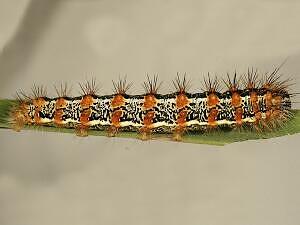 Acronicta insularis