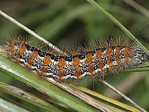 Acronicta insularis