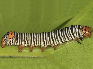 Psychomorpha epimenis