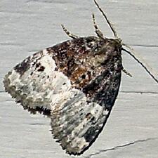 Neoligia crytora