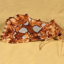 Callopistria cordata