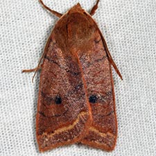 Epiglaea apiata