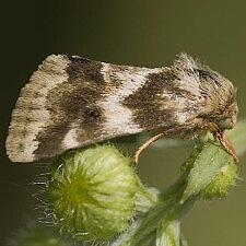 Schinia obscurata