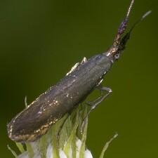 Coleophora mayrella