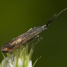 Coleophora mayrella