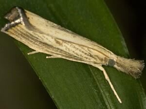 Agriphila ruricolellus