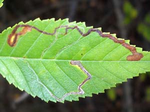 Stigmella multispicata