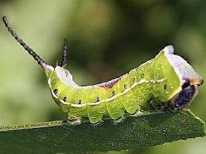 Americerura scitiscripta