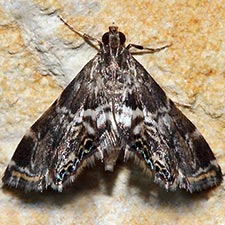 Usingeriessa onyxalis