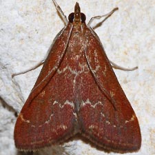 Pyrausta atropurpuralis