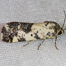 Tarache tenuicula