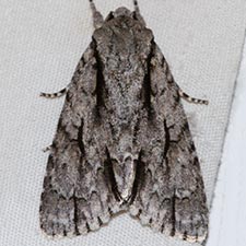 Acronicta texana