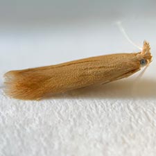 Coptotriche zelleriella