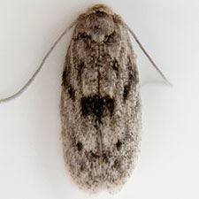 Urodeta conocarpi
