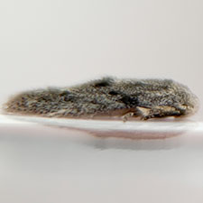 Urodeta conocarpi