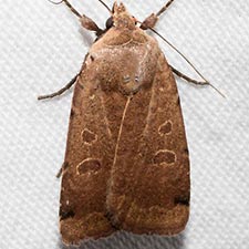 Abagrotis magnicupida