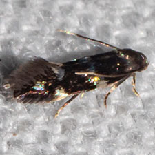 Elachista madarella