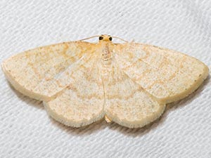 Gueneria similaria