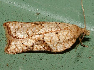 Acleris santacrucis