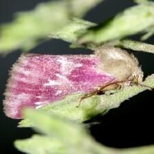 Schinia sanguinea