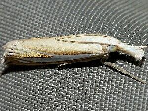 Crambus satrapellus