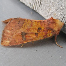 Papaipema sullivani