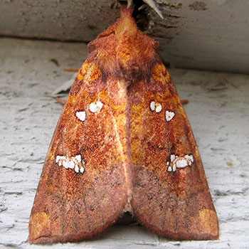 Papaipema sullivani