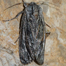 Acronicta extricata