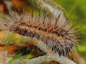 Acronicta extricata