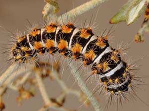 Acronicta extricata